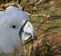 Free Sunny Beak Royalty Free Stock Photography - 3223447
