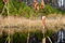Free Cattail Stock Photos - 3223443