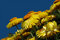 Free Yellow Flowers Stock Images - 3228414