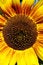 Free Sunflower Stock Photography - 3228422