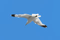 Free Soaring Seagull Royalty Free Stock Photo - 3231205