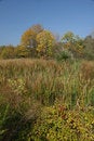 Free Grass And Bushes Stock Photos - 3234773