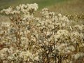 Free Cursed Thistle Stock Photo - 3238390