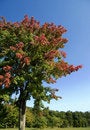 Free Autumn Colors Royalty Free Stock Photos - 3239648