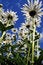 Free Camomiles And Blue Sky Stock Image - 3231851