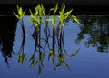 Free Water Grasses A Royalty Free Stock Photo - 3240425