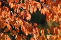 Free Colourful Autumn Royalty Free Stock Photos - 3242158