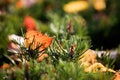 Free Colourful Autumn Royalty Free Stock Photography - 3242177