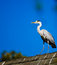Free Kestrel On Roof Royalty Free Stock Photography - 3242747