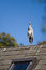 Free Kestrel On Roof Royalty Free Stock Images - 3242759