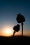 Free Poppy Heads Stock Photography - 3247832