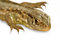 Free Wild Lizard Stock Image - 3249531