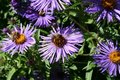 Free Bee With Pollen Stock Image - 3251011