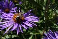 Free Bee With Pollen Stock Photo - 3251020