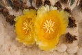Free Giant Barrel Cactus Flowers Stock Photo - 3254360