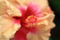 Free Hibiscus Pistil 2 Stock Photos - 3254873
