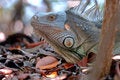 Free Green Iguana Stock Photo - 3255670