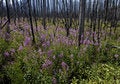 Free Fire Weed After The Fire Stock Photos - 3258563