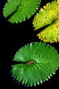 Free Unique Leaves Royalty Free Stock Photo - 3261795