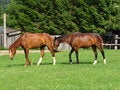 Free Horses Royalty Free Stock Images - 3267329