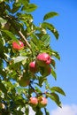 Free Autumn Apples Stock Images - 3269114