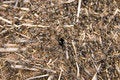 Free Ant-hill Royalty Free Stock Photography - 3269217
