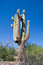 Free Arizona 5 Stock Photo - 3268140