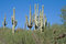 Free Arizona 8 Royalty Free Stock Photos - 3268208
