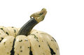 Free Pumpkin Stem Royalty Free Stock Photo - 3270505
