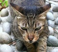 Free Stare From A Cat Royalty Free Stock Image - 3273296