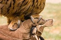 Free Claws Stock Images - 3276414