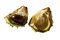 Free Chestnut Stock Photography - 3272632