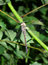 Free Migrant Hawker Dragonfly Stock Photo - 3276190