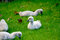 Free Cygnet Stock Images - 3277304