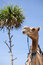 Free Camel Royalty Free Stock Photography - 3277347