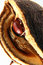 Free Chestnut At Autumn Stock Images - 3278124