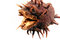 Free Chestnut At Autumn Royalty Free Stock Image - 3278146