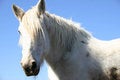Free Large Horse Royalty Free Stock Images - 3280259