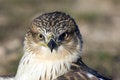 Free Red Tailed Hawk Stock Photography - 3280732