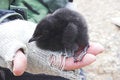 Free Arctic Baby Birds Study Stock Photo - 3286490