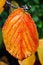 Free Single Leaf Stock Photos - 3284473
