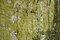 Free Bark & Sap Royalty Free Stock Photography - 3285357