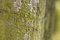Free Bark & Sap Royalty Free Stock Photo - 3285365