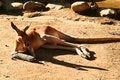 Free Kangaroo In A Cast Royalty Free Stock Image - 3290206