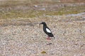 Free Arctic Bird With Fish Royalty Free Stock Photography - 3293637
