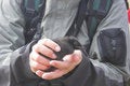 Free Arctic Baby Birds Study Stock Image - 3293641