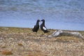 Free Arctic Birds And Chicks Stock Photography - 3293652
