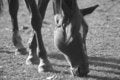 Free Horse Grazing Peacefully BW Royalty Free Stock Images - 3297089