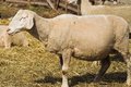 Free Sheep Stock Photography - 3298592