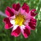 Free Pink Pocket Flower Stock Image - 3290311
